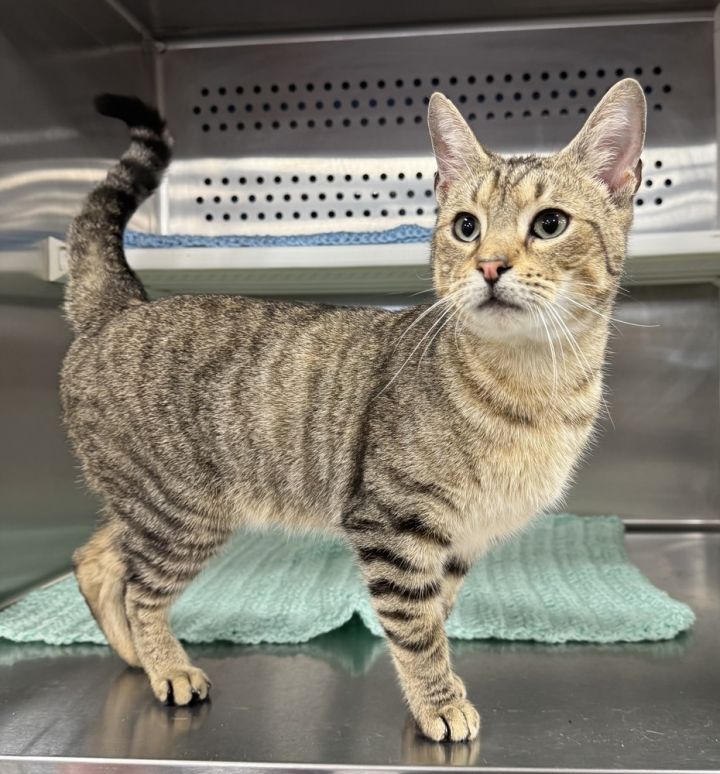 Baloo (Available at Petsense, Troy, AL) 1