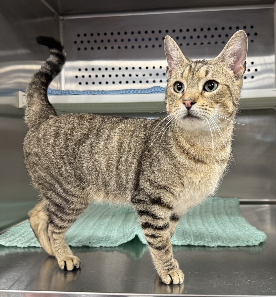 Baloo (Available at Petsense, Troy, AL), an adoptable American Shorthair in Troy, AL, 36081 | Photo Image 1