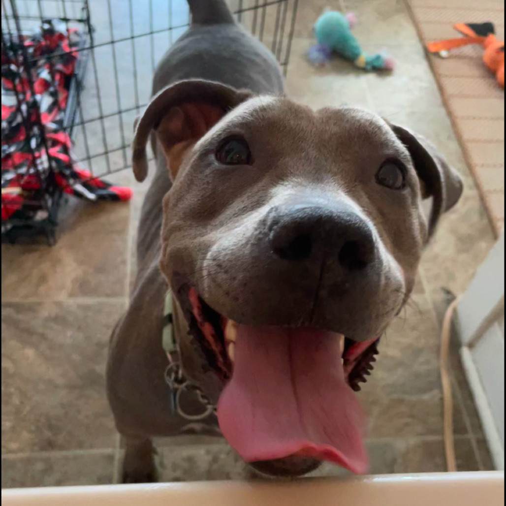 Raisin, an adoptable Mixed Breed in Bismarck, ND, 58507 | Photo Image 1