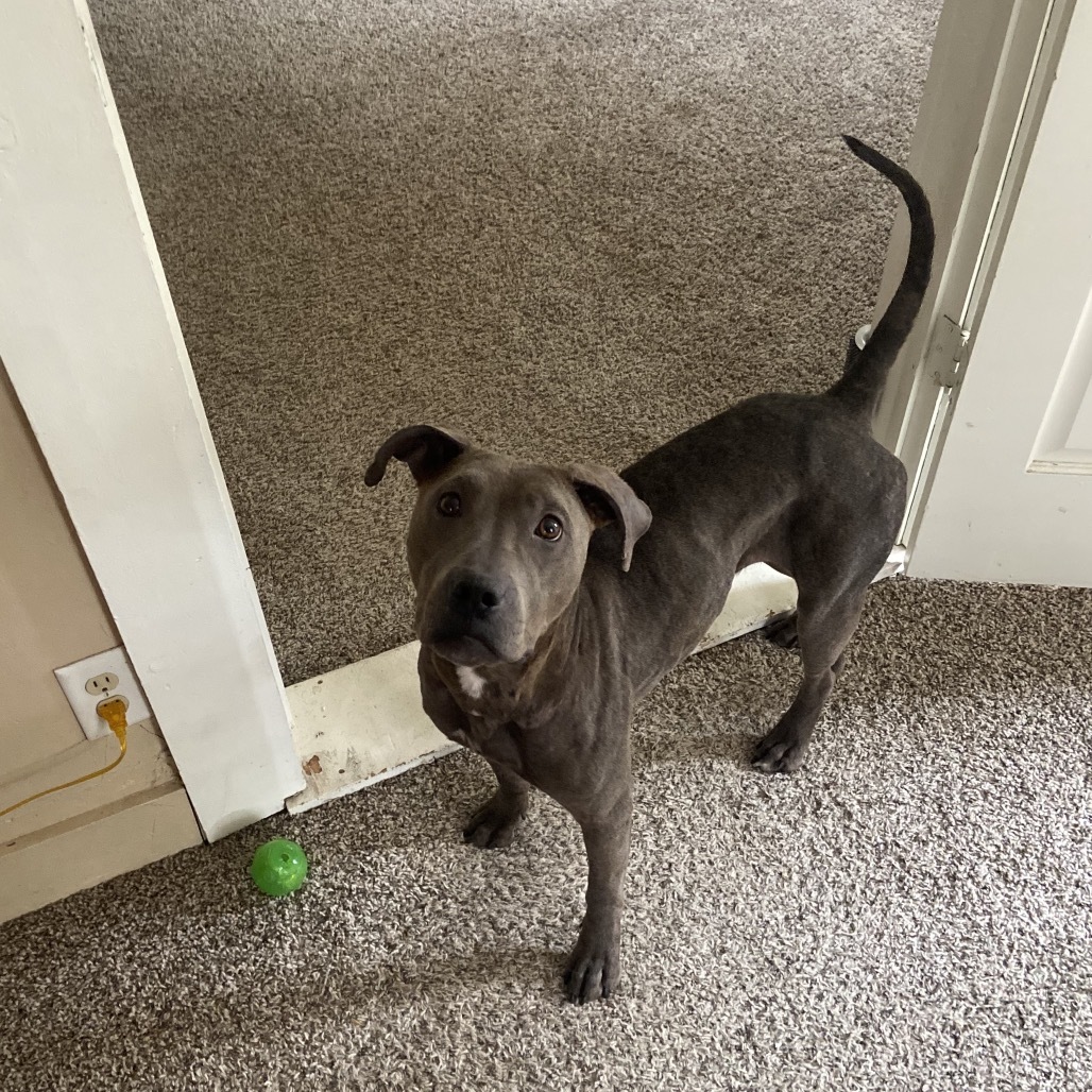 Raisin, an adoptable Mixed Breed in Bismarck, ND, 58507 | Photo Image 2