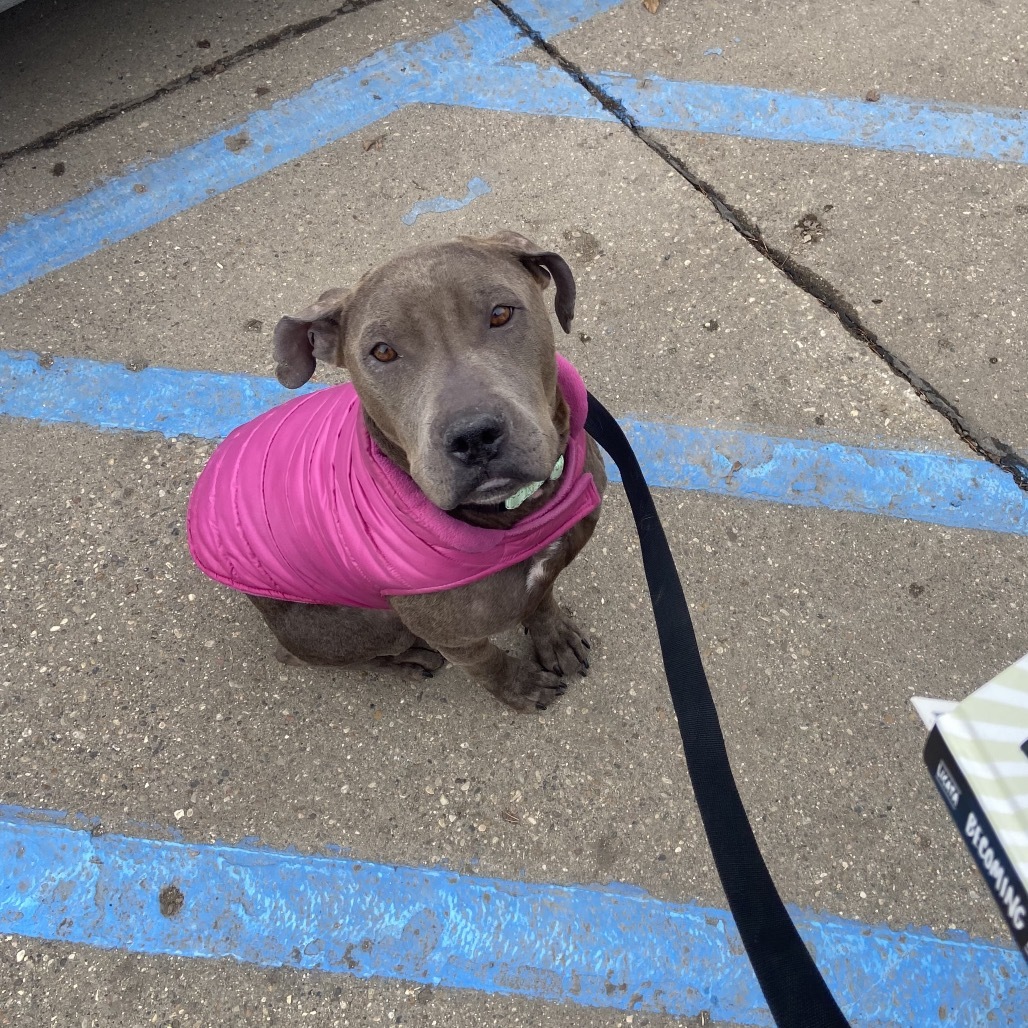 Raisin, an adoptable Mixed Breed in Bismarck, ND, 58507 | Photo Image 3