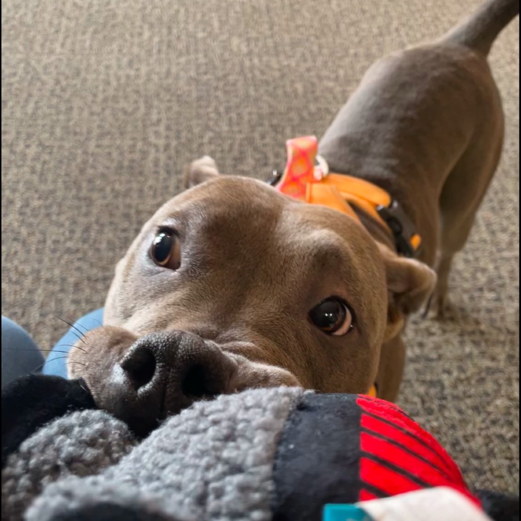 Raisin, an adoptable Mixed Breed in Bismarck, ND, 58507 | Photo Image 4