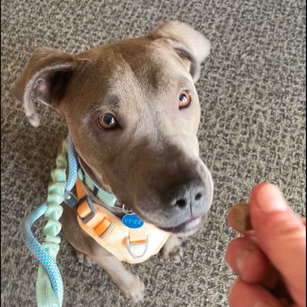 Raisin, an adoptable Mixed Breed in Bismarck, ND, 58507 | Photo Image 5