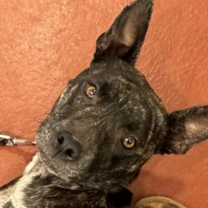 Tina Fey (180 days+), Adult Female Dutch Shepherd