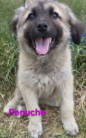 Penuche K5, Young Female Mixed Breed
