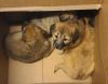 Penuche K5 photo 2