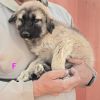 Penuche K5 photo 3