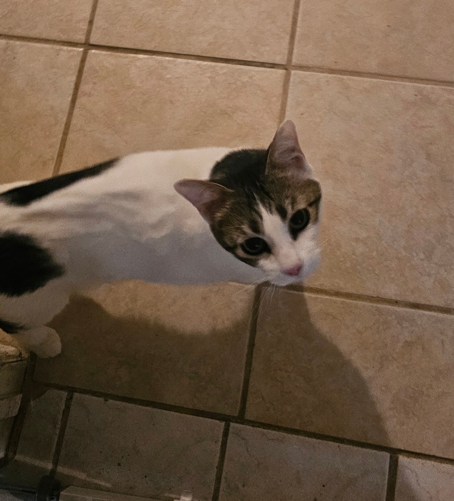 Mark, an adoptable Domestic Short Hair in Midland, TX, 79705 | Photo Image 1