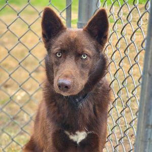 This dog is with Corridor Rescue in Houston Texas Meet Aileron an 11-month-old husky mix with a 