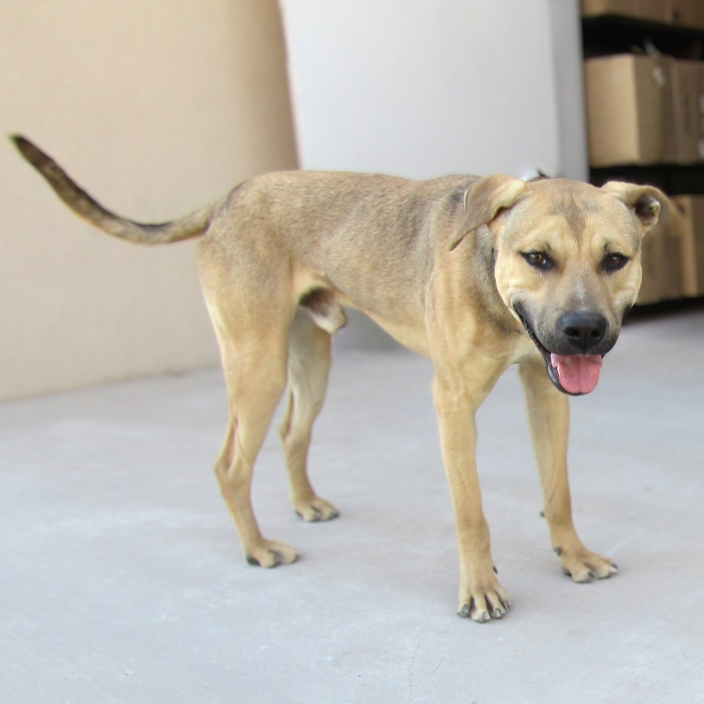Jax, an adoptable Mixed Breed in Las Cruces, NM, 88012 | Photo Image 1