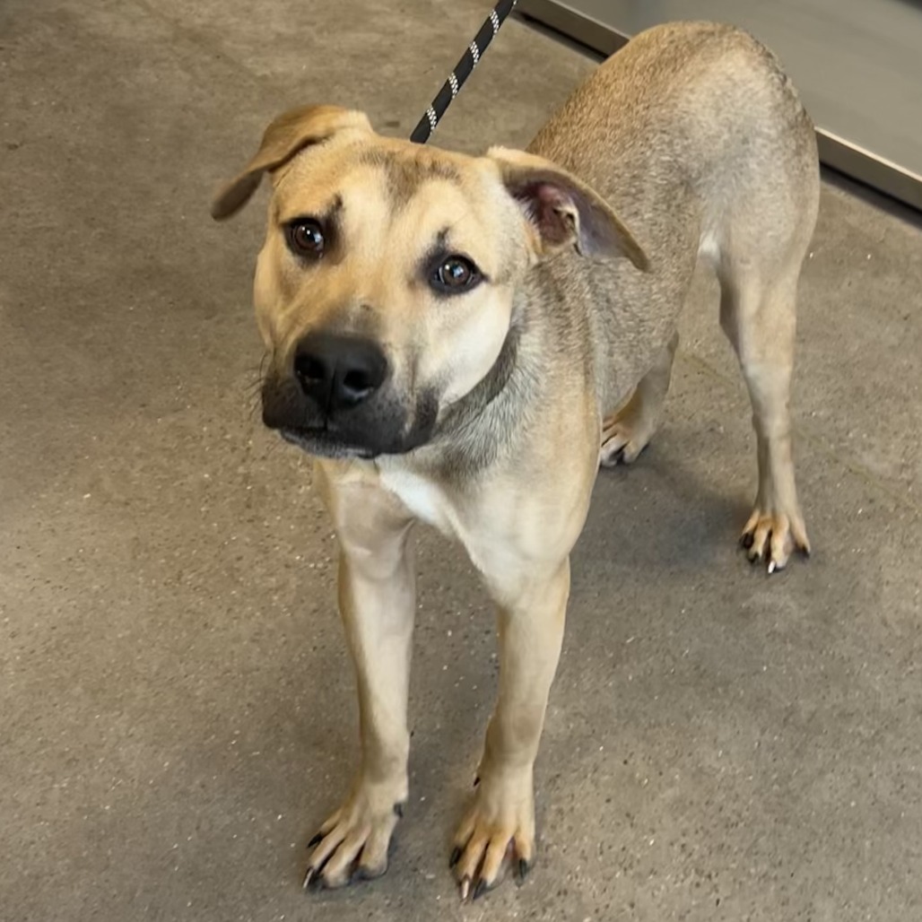 Jax, an adoptable Mixed Breed in Las Cruces, NM, 88012 | Photo Image 2