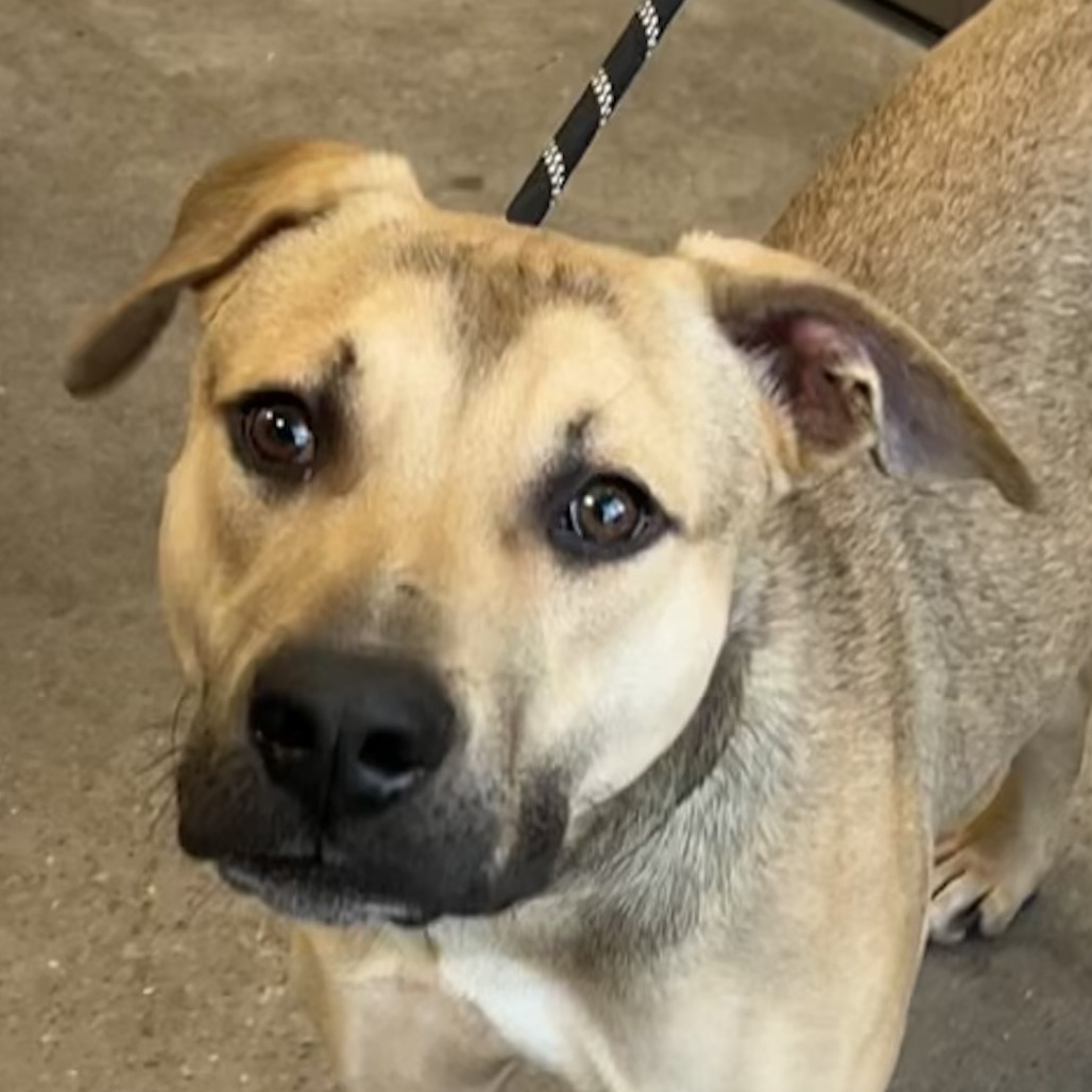Jax, an adoptable Mixed Breed in Las Cruces, NM, 88012 | Photo Image 3