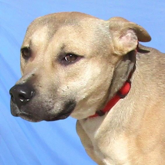 Jax, an adoptable Mixed Breed in Las Cruces, NM, 88012 | Photo Image 5