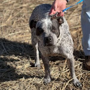 Bonita, Young Female Mixed Breed