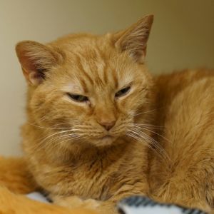 Merry Maxine, Senior Female Domestic Short Hair