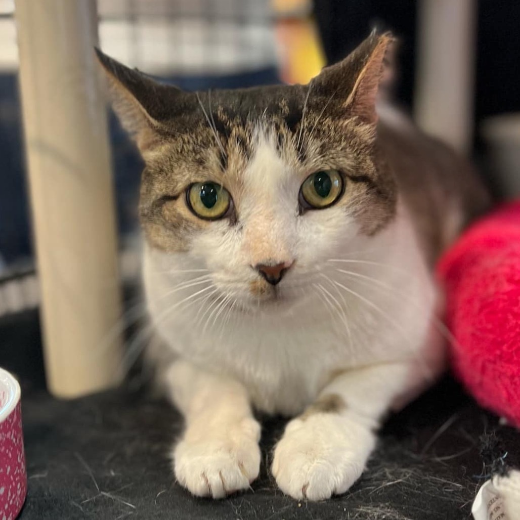 Steven, an adoptable Domestic Short Hair in Leander, TX, 78641 | Photo Image 1