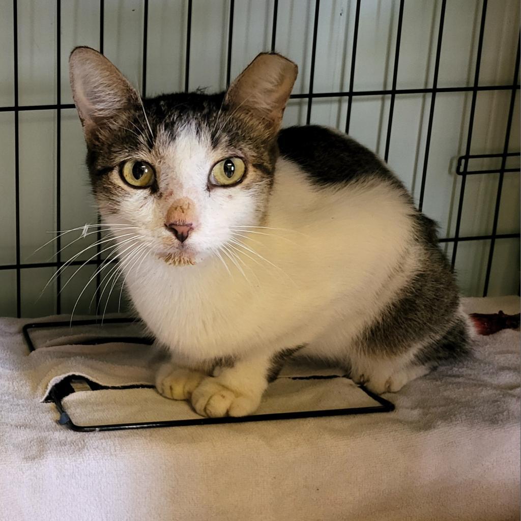 Steven, an adoptable Domestic Short Hair in Leander, TX, 78641 | Photo Image 2