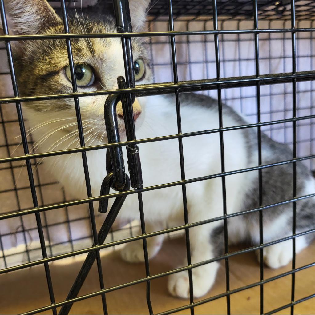 Steven, an adoptable Domestic Short Hair in Leander, TX, 78641 | Photo Image 3