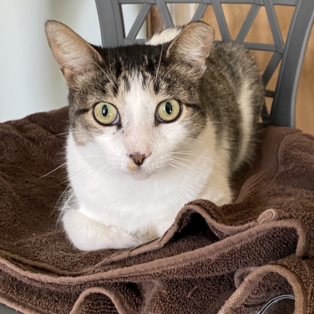 Steven, an adoptable Domestic Short Hair in Leander, TX, 78641 | Photo Image 4