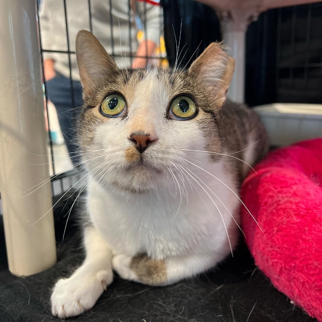 Steven, an adoptable Domestic Short Hair in Leander, TX, 78641 | Photo Image 5