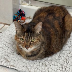 Prairie Pearl Domestic Short Hair Cat