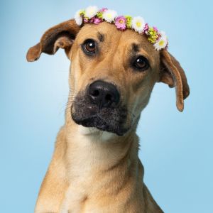 June Carter, Young Female Mixed Breed
