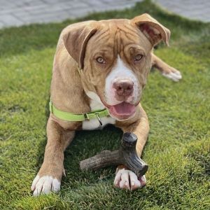 Get to know Cooper He is a very energetic and cuddly pup that loves playing with other dogs and mee