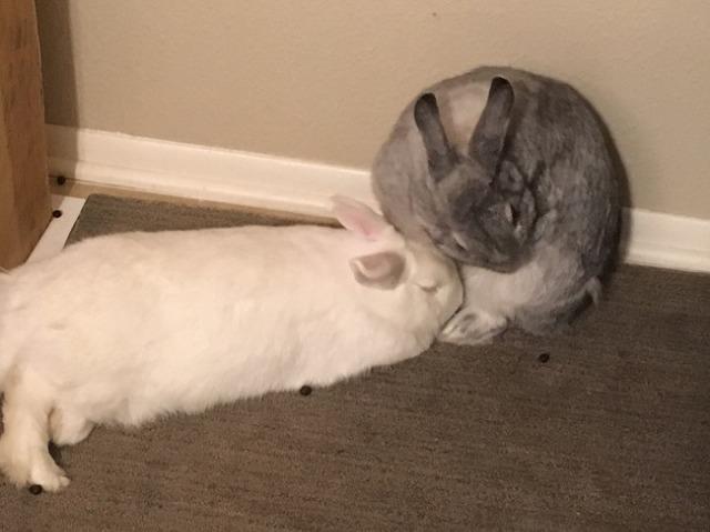 Spice (Happy) 2
