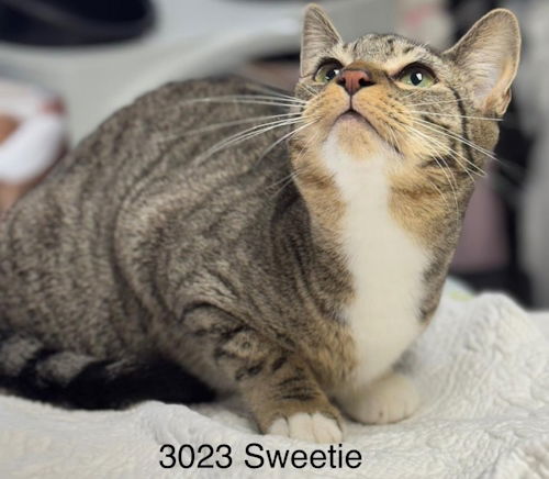 Sweetie - Center