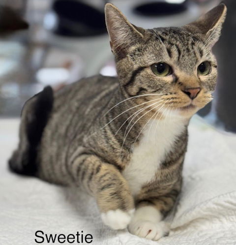 Sweetie - Center 2