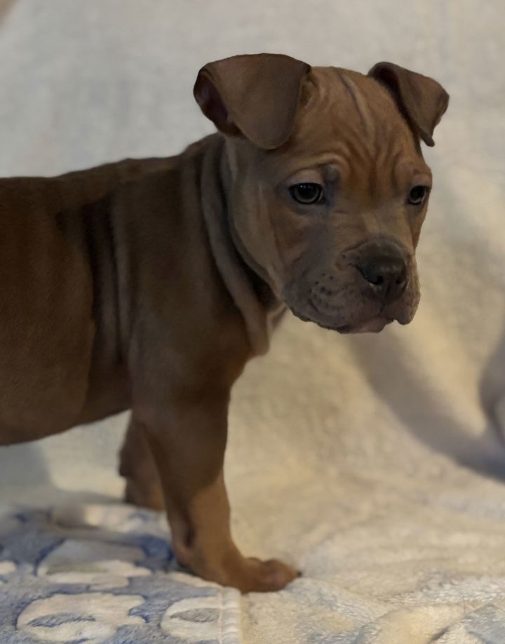 Zu Litter Halo 1