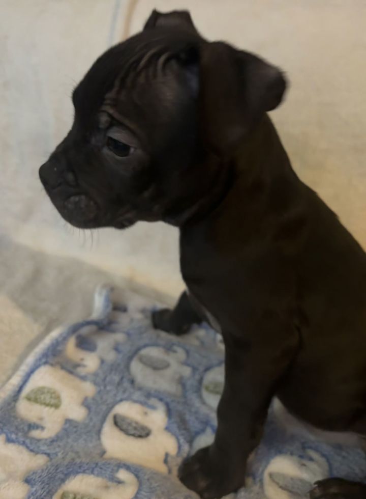 Zu Litter Hendrix 3