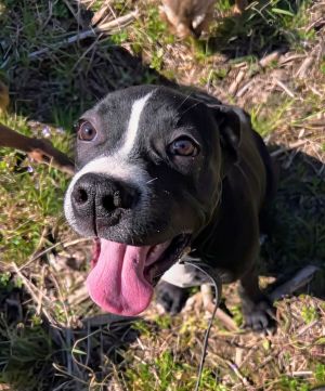 Remi