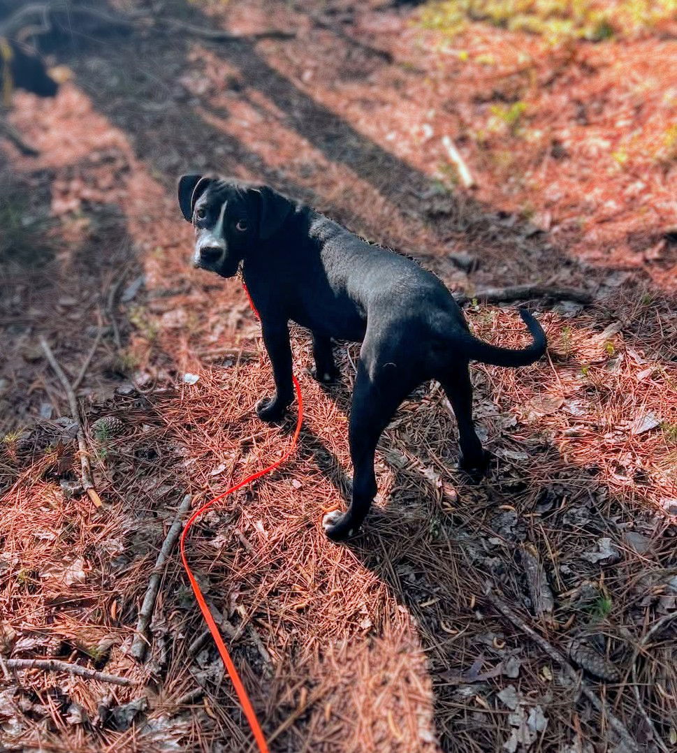 Remi