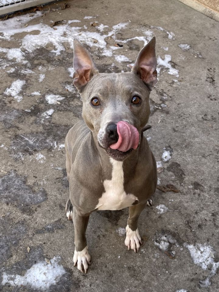 Tyson 1