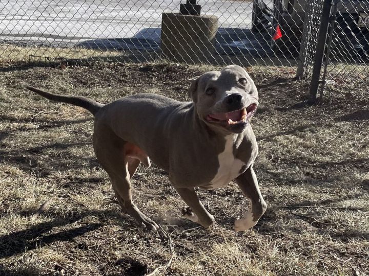 Tyson 2