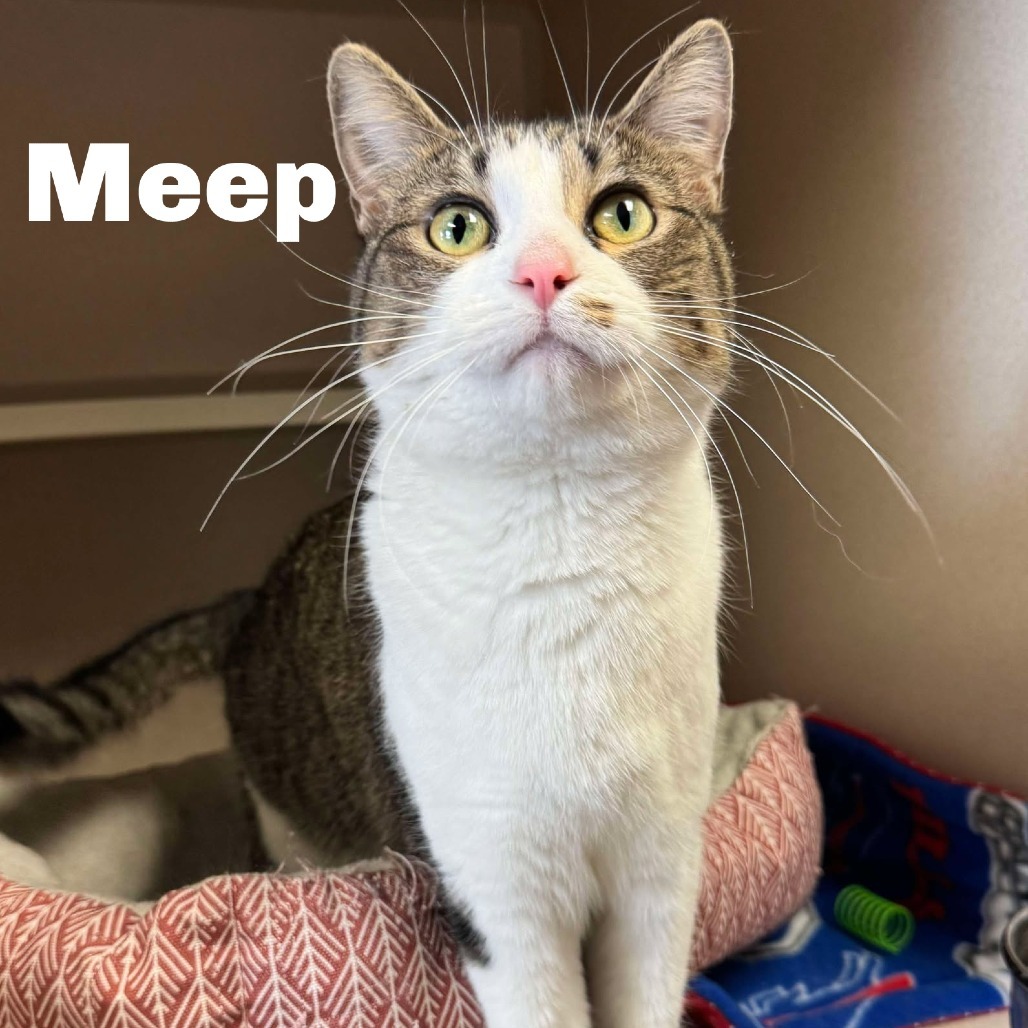 Meep 240879, an adoptable Domestic Short Hair in Escanaba, MI, 49829 | Photo Image 1