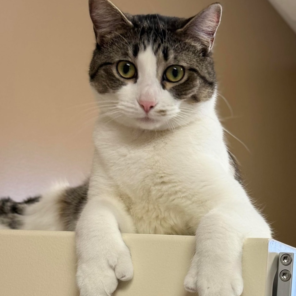 Meep 240879, an adoptable Domestic Short Hair in Escanaba, MI, 49829 | Photo Image 2