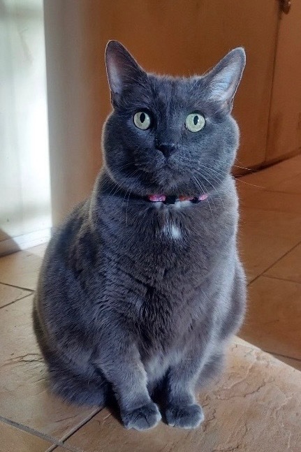 Yuumi