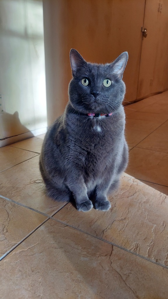 Yuumi 5