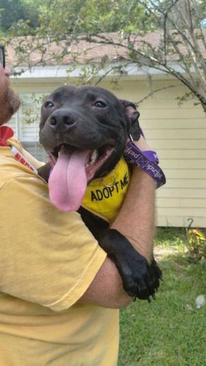Knox, Adult Male Pit Bull Terrier