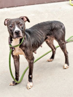 Calamari- IN FOSTER Mixed Breed Dog