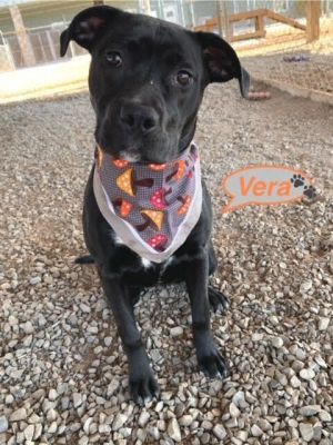 Vera is a one-year-old jet black Pit Bull Terrier found on her own at Rockford School Shes healthy