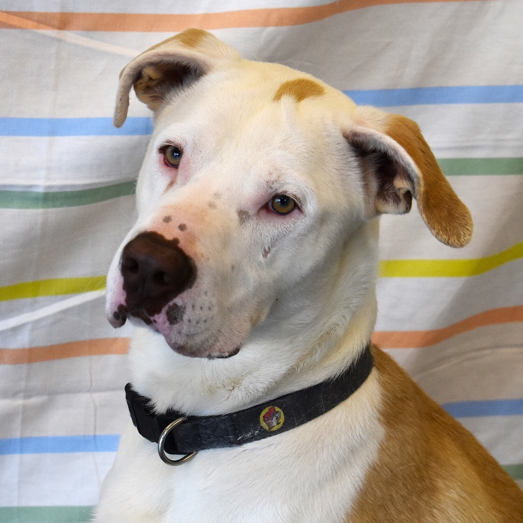 Rigby, an adoptable Pit Bull Terrier, Yellow Labrador Retriever in Rifle, CO, 81650 | Photo Image 1