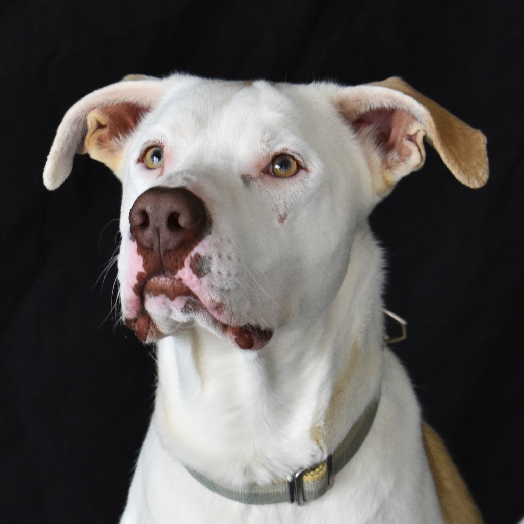 Rigby, an adoptable Pit Bull Terrier, Yellow Labrador Retriever in Rifle, CO, 81650 | Photo Image 1