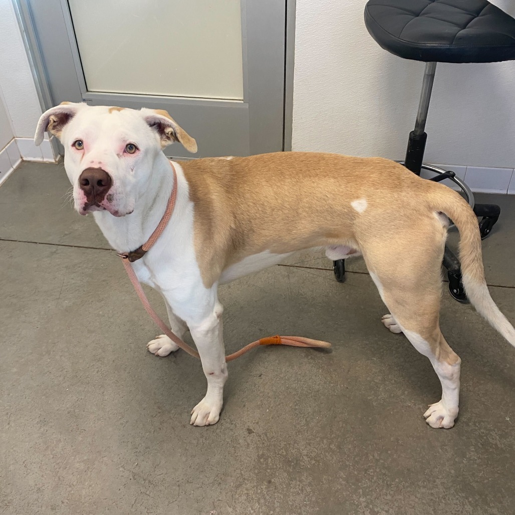 Rigby, an adoptable Pit Bull Terrier, Yellow Labrador Retriever in Rifle, CO, 81650 | Photo Image 2