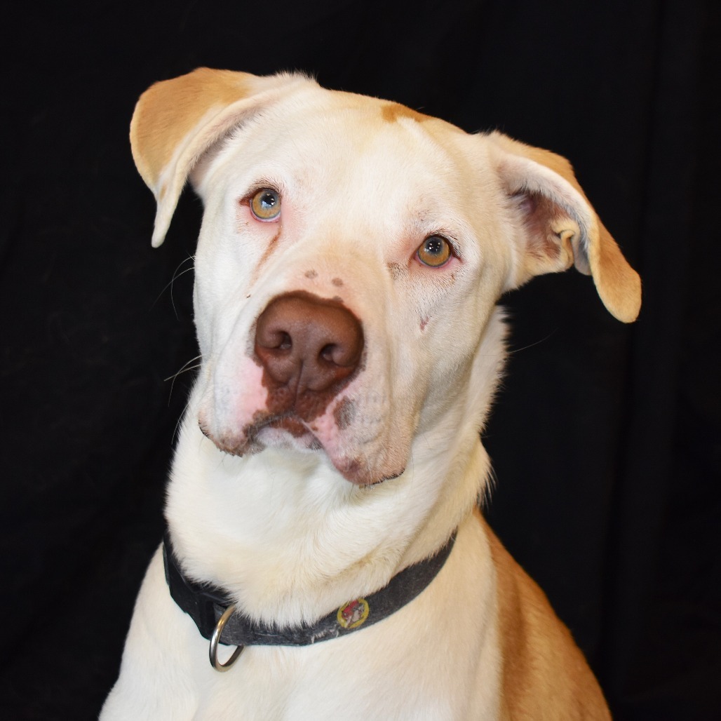 Rigby, an adoptable Pit Bull Terrier, Yellow Labrador Retriever in Rifle, CO, 81650 | Photo Image 3