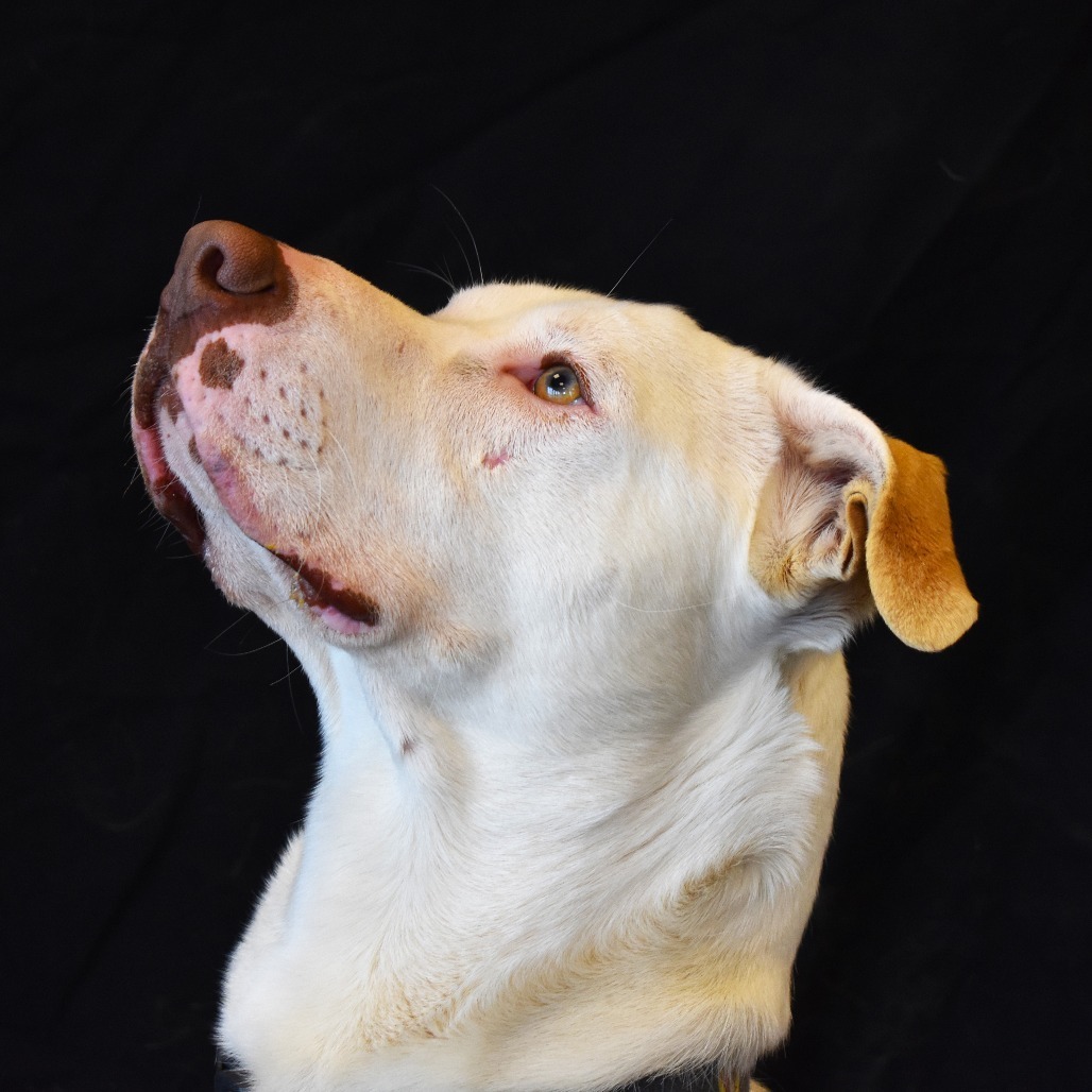 Rigby, an adoptable Pit Bull Terrier, Yellow Labrador Retriever in Rifle, CO, 81650 | Photo Image 4
