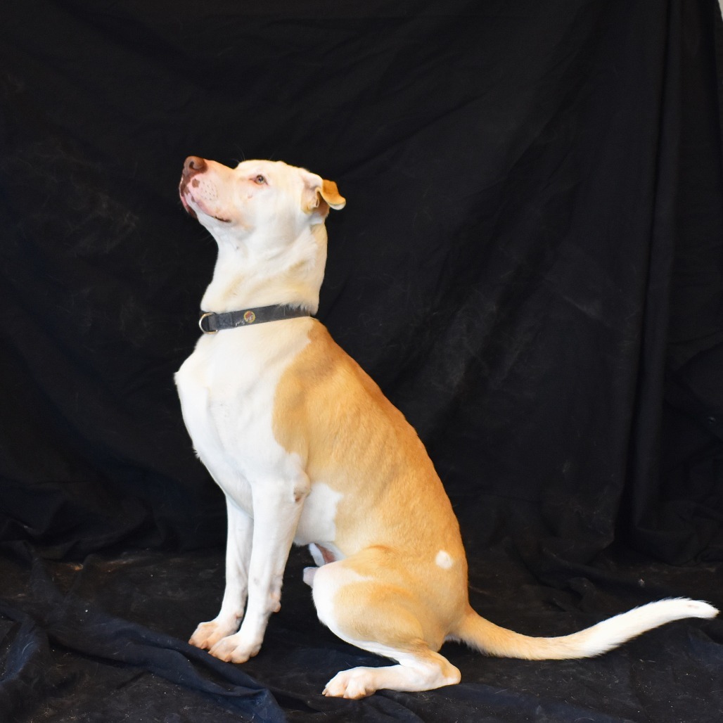 Rigby, an adoptable Pit Bull Terrier, Yellow Labrador Retriever in Rifle, CO, 81650 | Photo Image 5