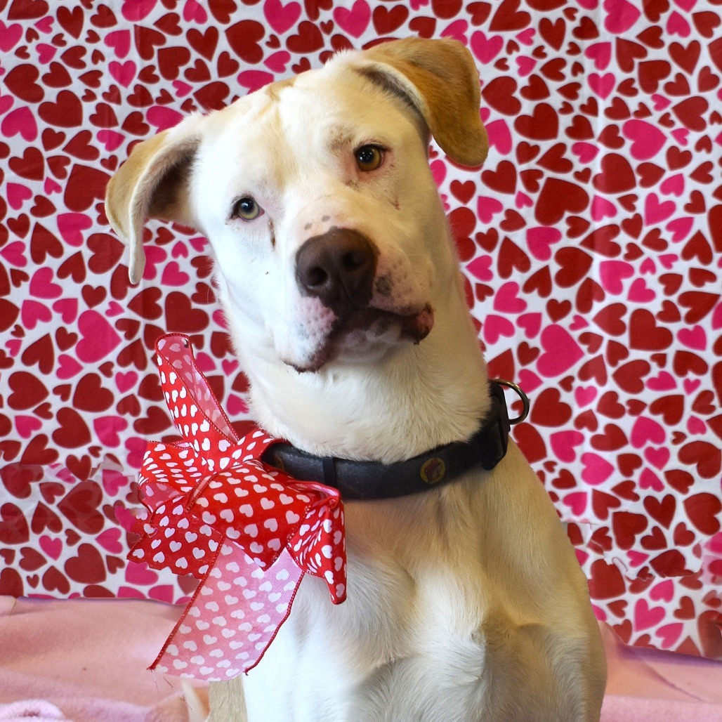 Rigby, an adoptable Pit Bull Terrier, Yellow Labrador Retriever in Rifle, CO, 81650 | Photo Image 6